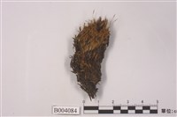 藏品(小穗苔)的圖片